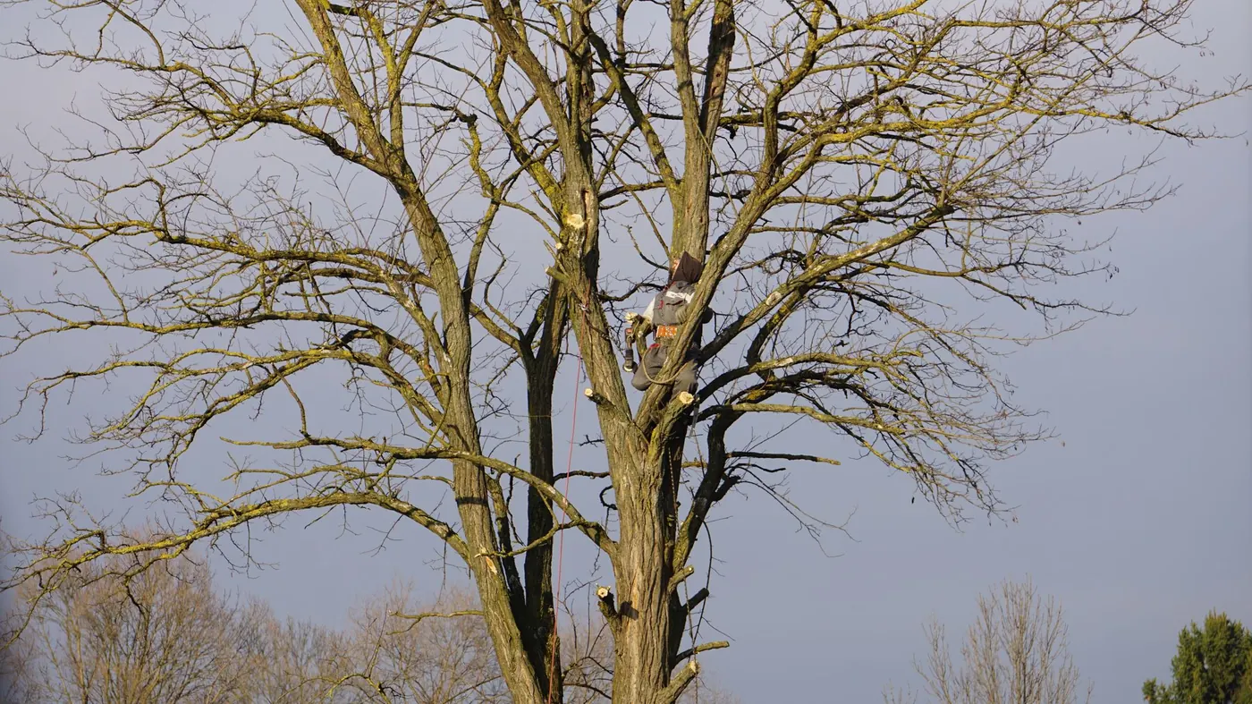 The Cheltenham Tree Company arborist in safety harness with chainsaw